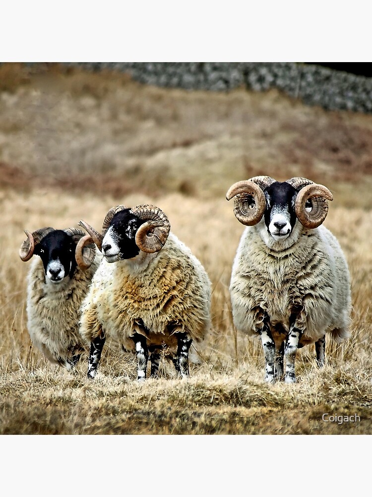 Thumbnail 3 of 3, Art Print, Cairnsmore Rams designed and sold by Coigach.