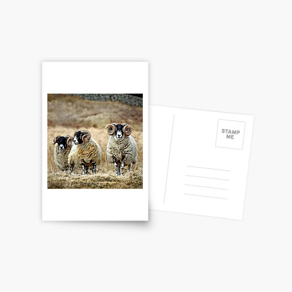Item preview, Postcard designed and sold by Coigach.