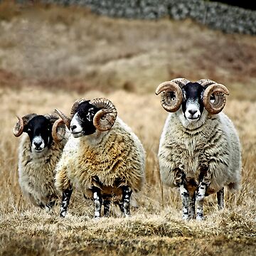 Artwork thumbnail, Cairnsmore Rams by Coigach