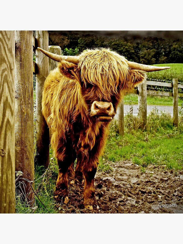 Thumbnail 3 of 3, Art Print, Highlander designed and sold by Coigach.