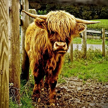 Artwork thumbnail, Highlander by Coigach