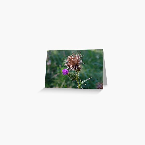 The Spear Thistle Greeting Card