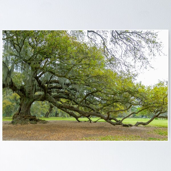 Item preview, Tree of Life, New Orleans, Louisiana designed and sold by SafariByMarisa.