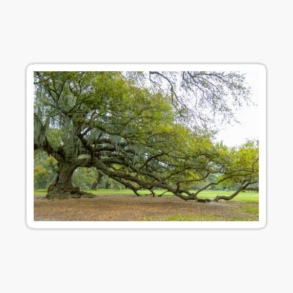 Item preview, Tree of Life, New Orleans, Louisiana designed and sold by SafariByMarisa.