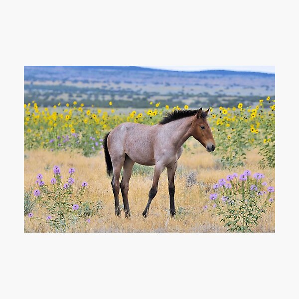 Wild Foal Framed In Wild Flowers Photographic Print