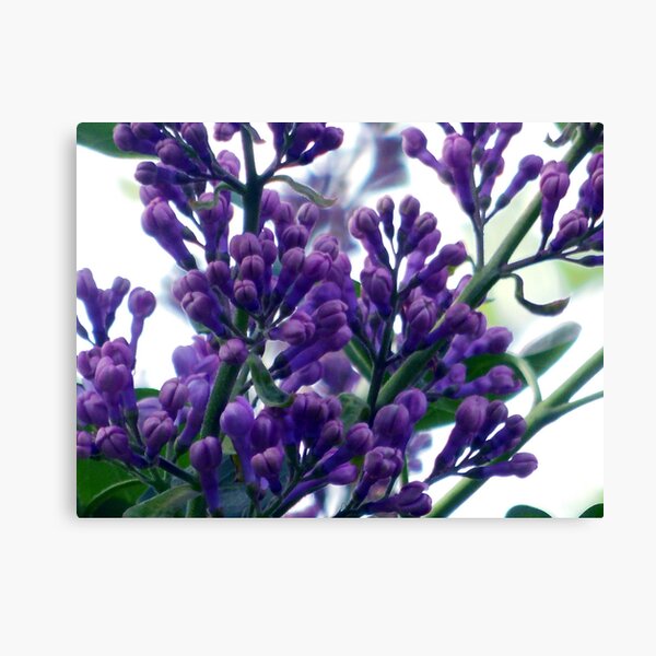 Buds Canvas Print