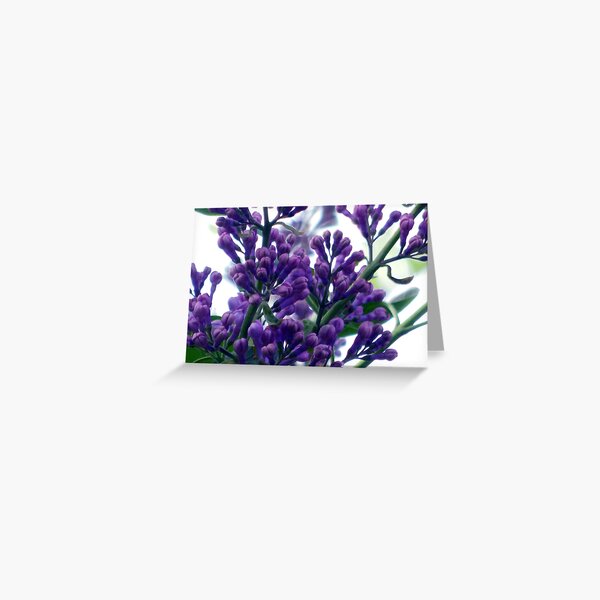 Buds Greeting Card