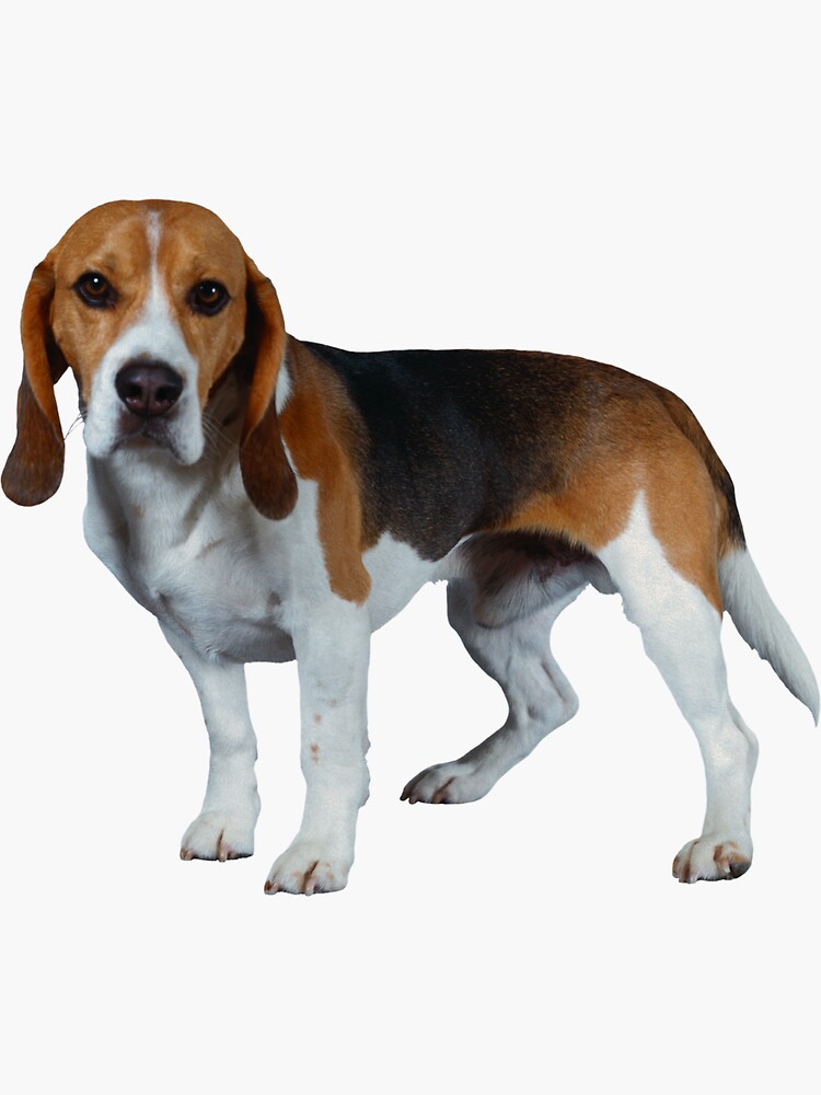 es un beagle harrier una buena mascota