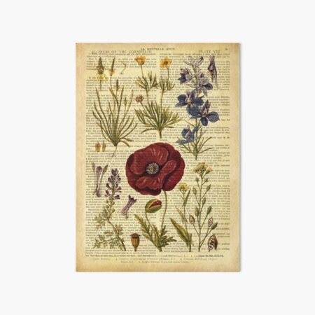 Botanical print, on old book page - flowers Art Board Print