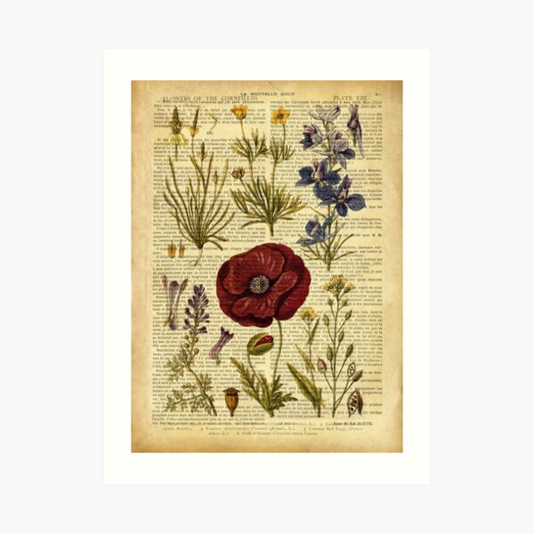 Botanical print, on old book page - flowers Art Print