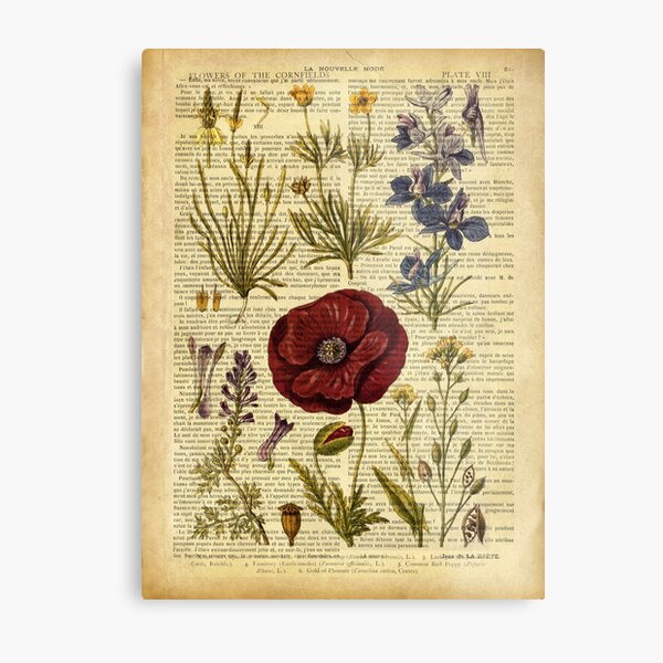 Botanical print, on old book page - flowers Metal Print