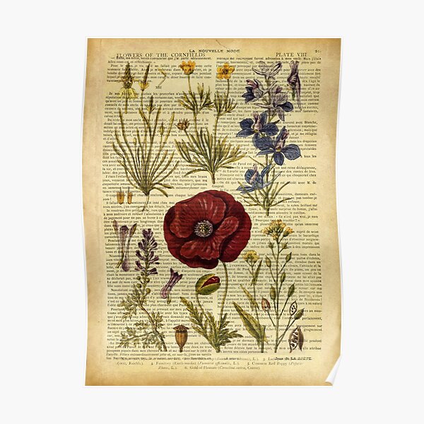 Botanical print, on old book page - flowers Poster