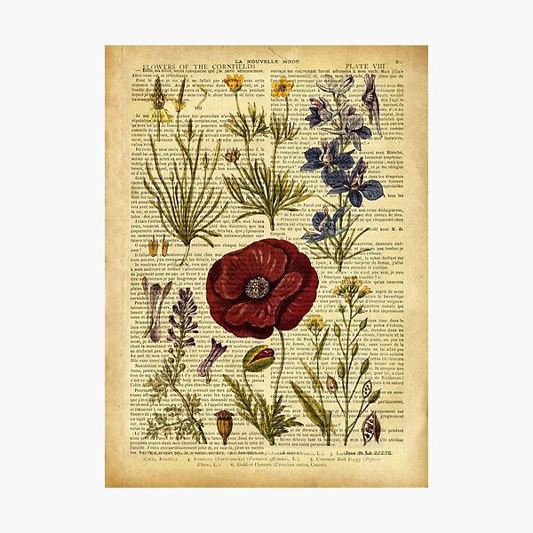 Botanical print, on old book page - flowers Photographic Print