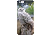 Snow owl auf Redbubble von pASob-dESIGN