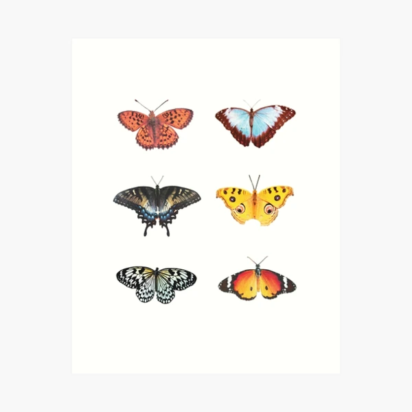 Watercolour Entomology Butterfly Study Art Print for Sale by