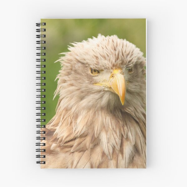 Item preview, European white tailed eagle designed and sold by goceris.