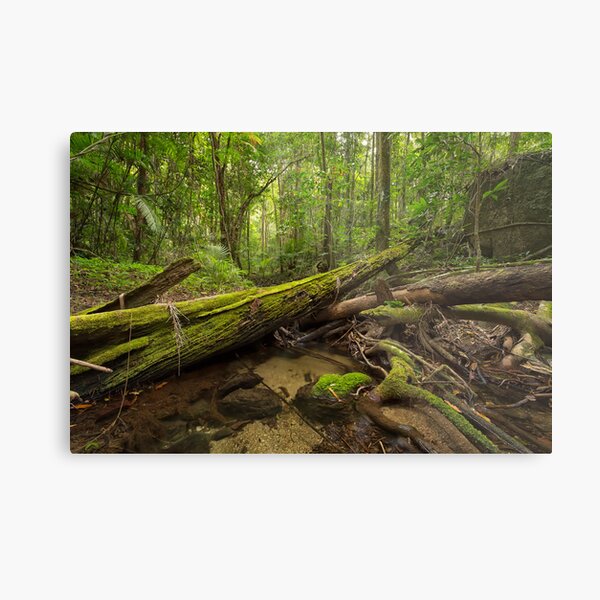 Item preview, 'Mossman Gorge, Daintree National Park, North QLD' designed and sold by Kerrod Sulter.