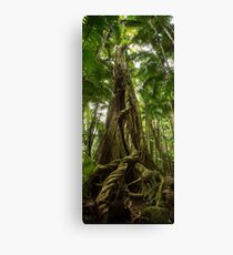 Umbilical Cord - Panorama Canvas Print