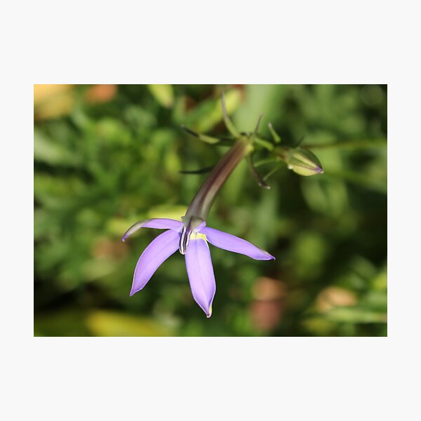 Isotoma .. Blue Star Creeper Photographic Print