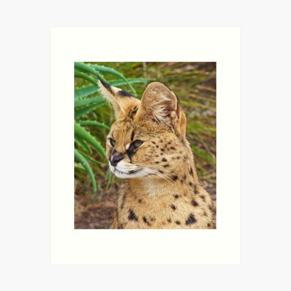 Serval Animal Gifts & Merchandise for Sale | Redbubble