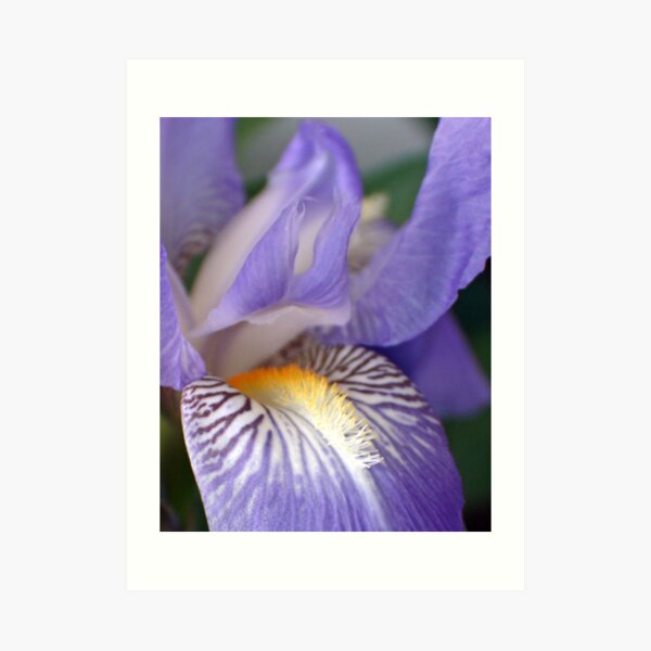 Soft Iris Art Print