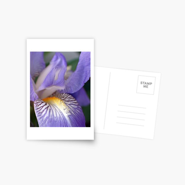 Soft Iris Postcard