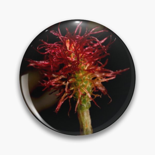 Item preview, Casuarina Female Flower designed and sold by GP1746.