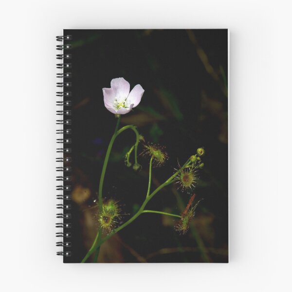 Item preview, Sundew In Flower designed and sold by GP1746.