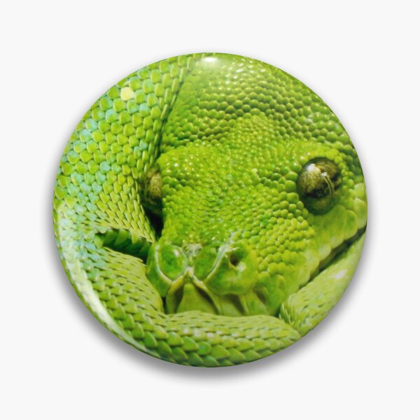 Item preview, Green Tree Python Coiled Up designed and sold by richardbryce.