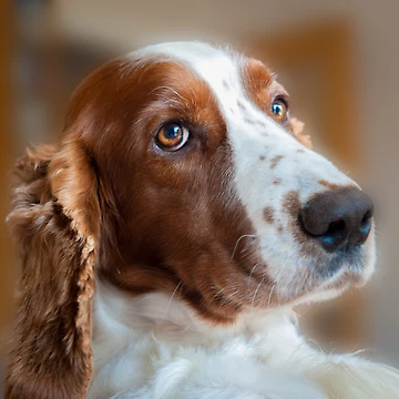 Artwork thumbnail, Welsh Springer Spaniel by RJDowns