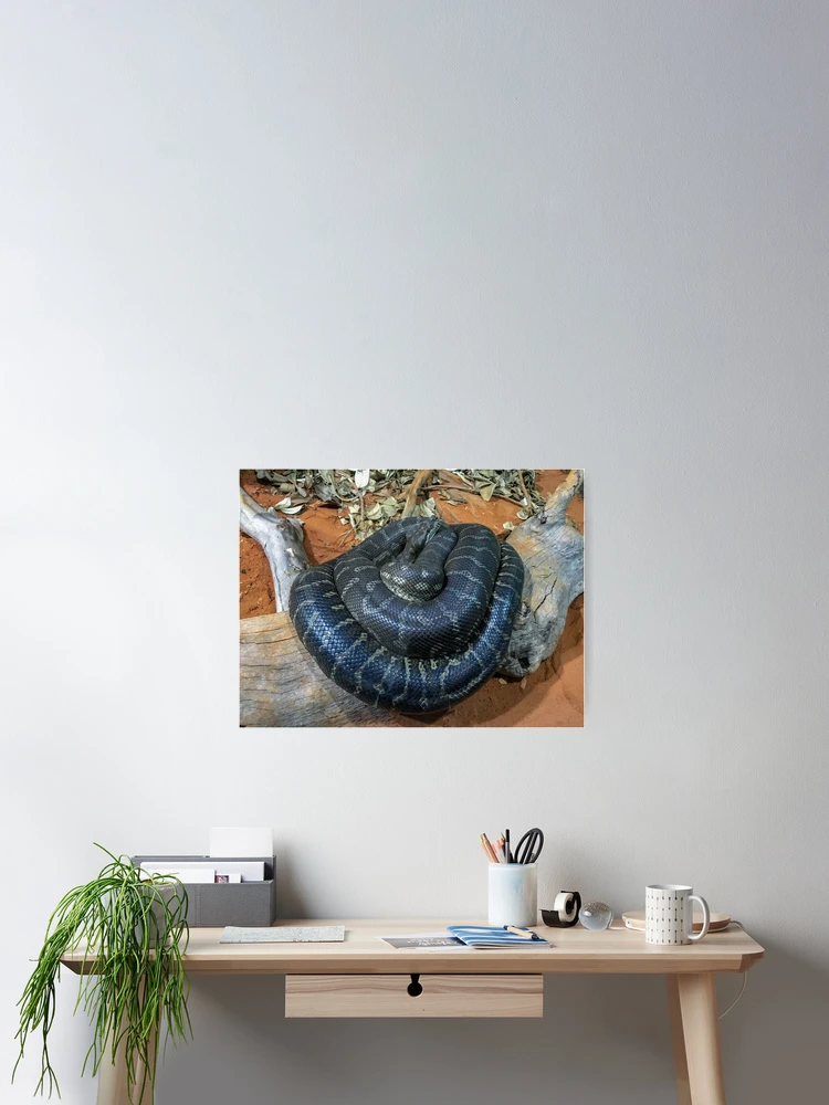 Thumbnail 2 of 3, Poster, Kaa designed and sold by Ruth Goldsack.