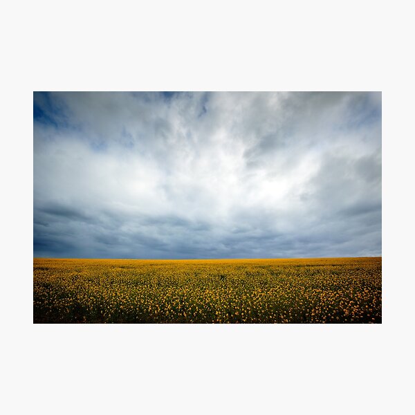 Item preview, Fields of Gold designed and sold by shirleymilburn.