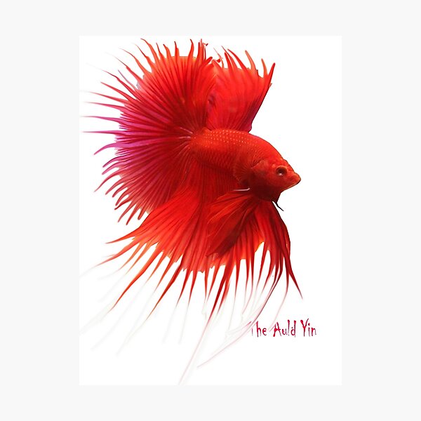 Betta Splendens ;Siamese fighting Fish Photographic Print