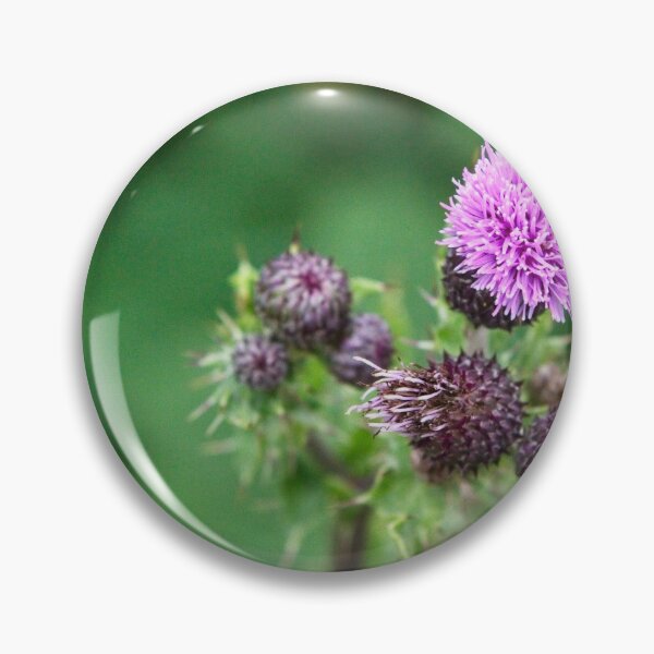 Item preview, Purple Creeping Thistle Flower Head, Cirsium Arvense designed and sold by Rob Cole Photography.