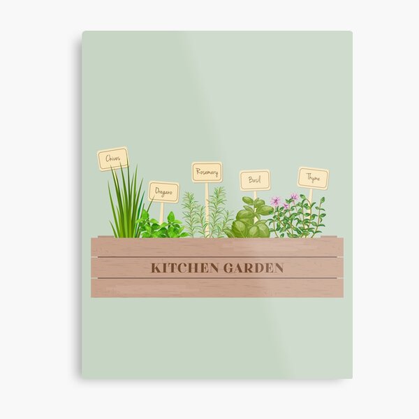 Kitchen Garden Herbs Illustration Metal Print