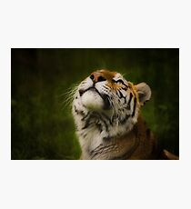 Tiger gazing skyward Photographic Print