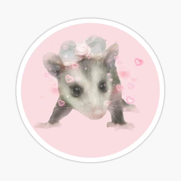 Fluffy pink possum