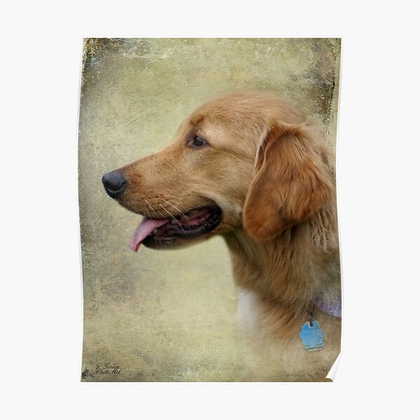 Golden Retriever Poster