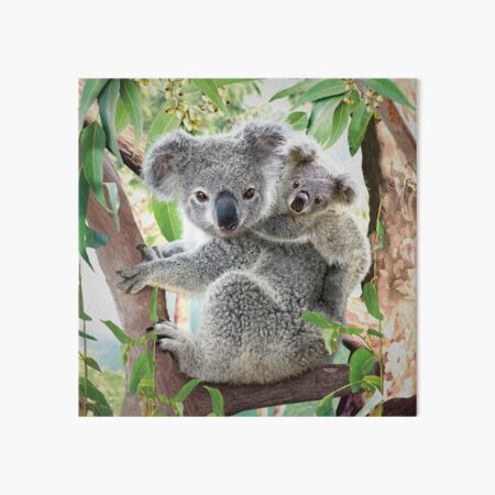 Artikel-Vorschau von Koala-Kuscheln, designt und verkauft von DavidPenfound.