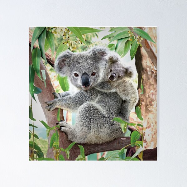 Artikel-Vorschau von Koala-Kuscheln, designt und verkauft von DavidPenfound.