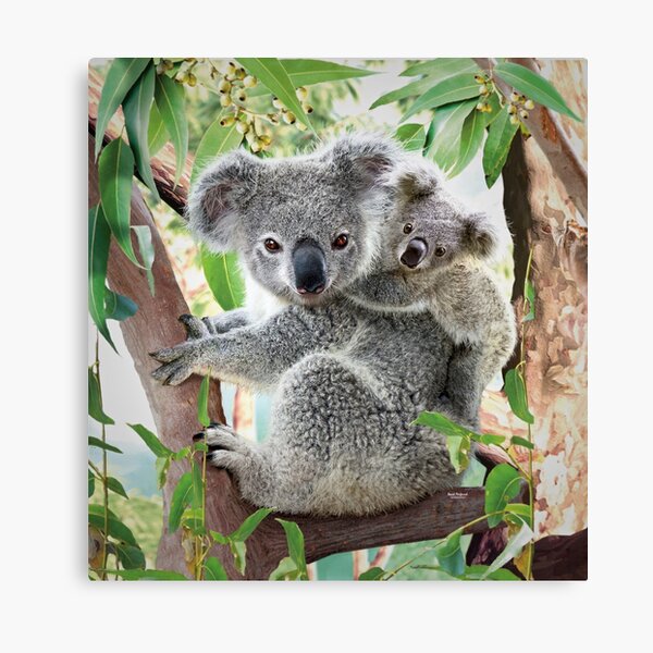Koala Bear Art: Canvas Prints, Frames & Posters
