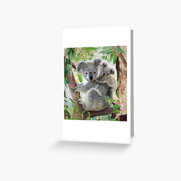 Item preview, Koala Cuddles designed and sold by DavidPenfound.