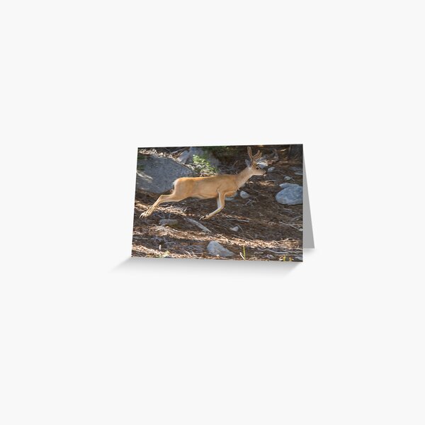 A buck leaps Greeting Card