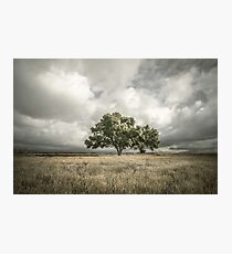 Lone Acacia Photographic Print