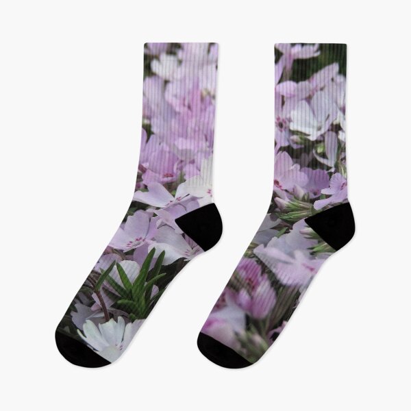 Item preview, "Lilac Cloud" - Douglas Moss Phlox (Phlox douglasii) designed and sold by Marilyn Harris.