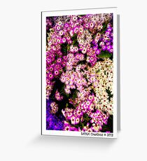 Flowers, Fitzroy Gardens Greeting Card