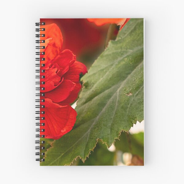 Item preview, Begonia rossa e verde di Spello designed and sold by PepperMendez.