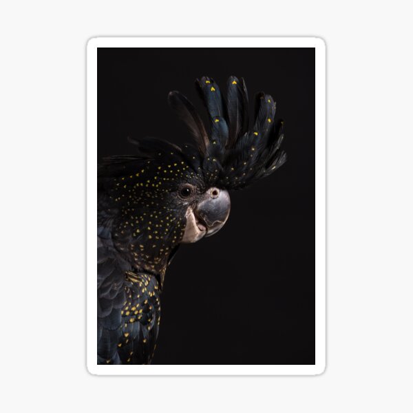 Red-tailed Black Cockatoo #2 Sticker