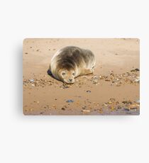 Seal Snoozing on Blakeney Point Canvas Print