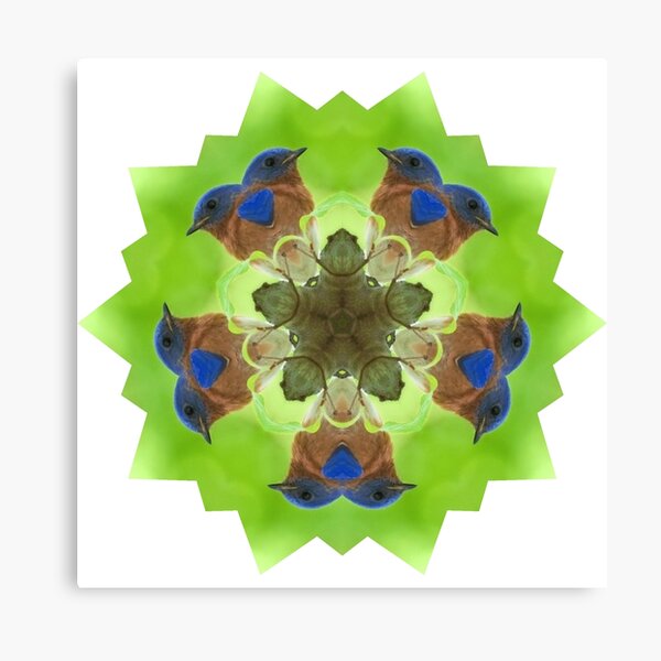 Bluebird2 Canvas Print